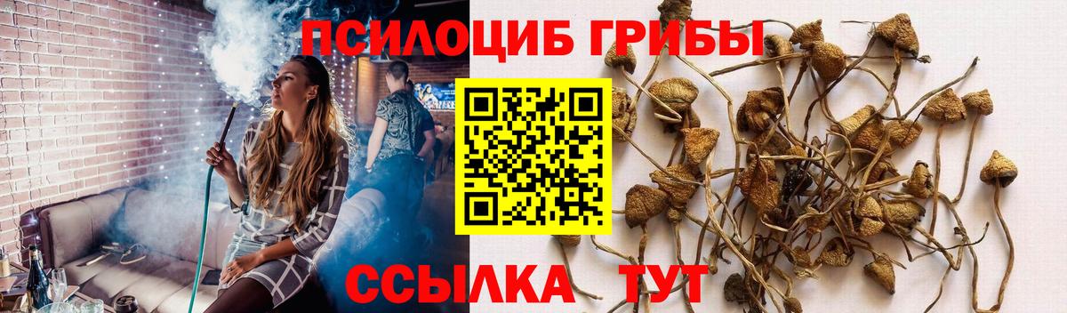 Зеленогорск  Галлюциногенные грибы ЛСД  Галлюциногенные грибы Psilocybe  Вход с VPN 